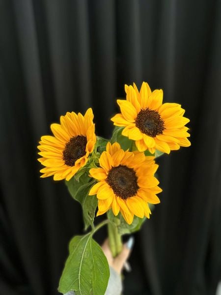 Hoa Hướng Dương - Hoa Cắt Cành