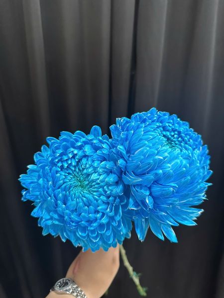 Mẫu Hoa Cúc:  Hoa Cúc Mẫu Đơn - HCC10 