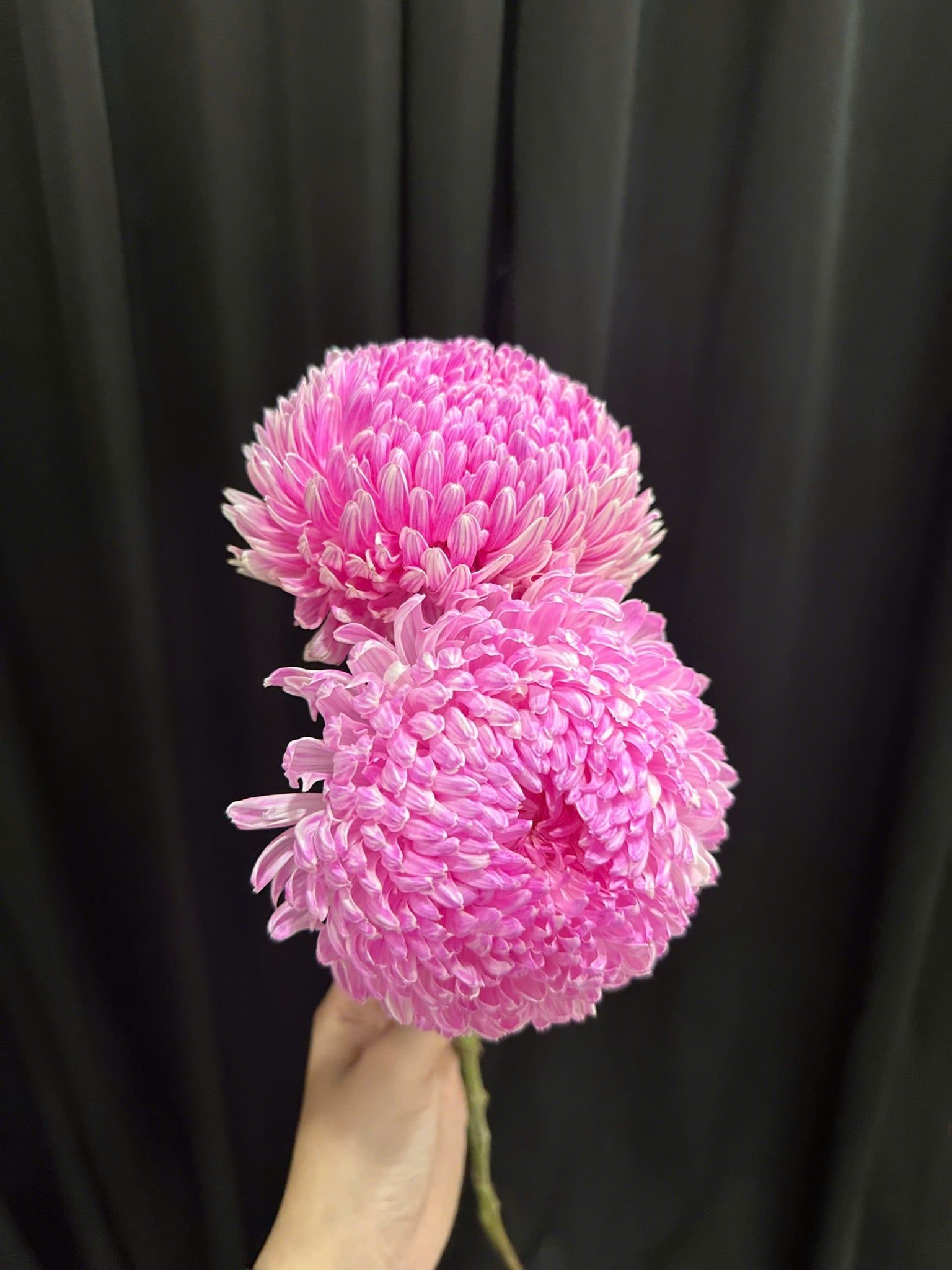  Hoa Cúc Mẫu Đơn - HCC10 