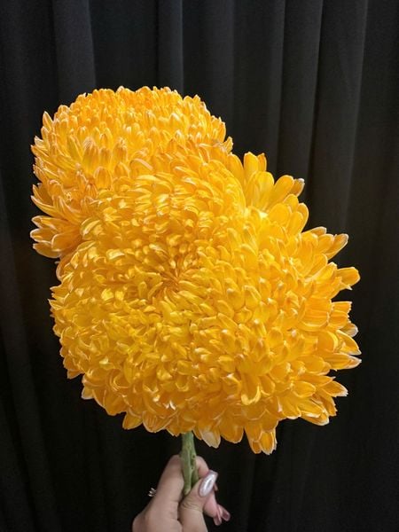 Mẫu Hoa Cúc:  Hoa Cúc Mẫu Đơn - HCC10 