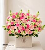  Hoa Hộp Ngọc Hồng Kiều Nhã - HH209 
