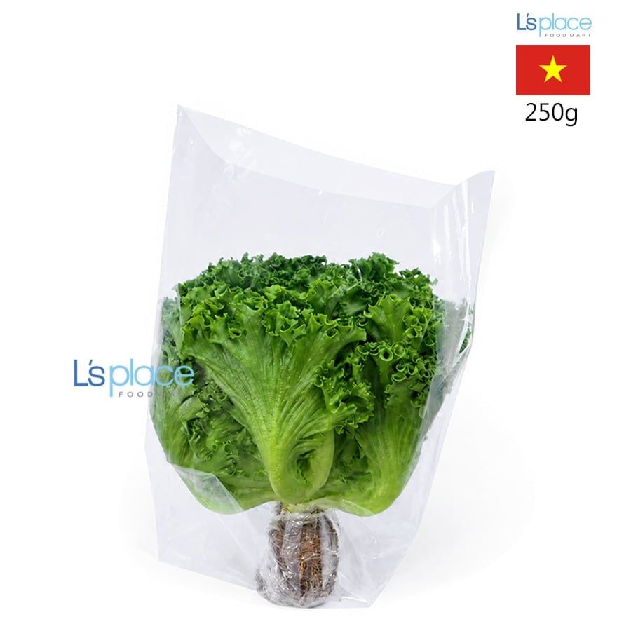 Hasfarm Xà Lách Crispy Thủy Canh