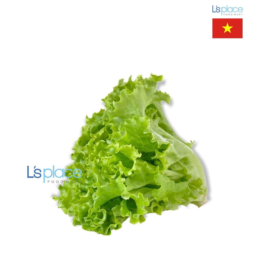 Thaieco Xà lách xoăn