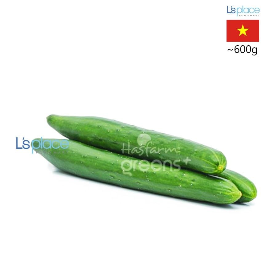 Hasfarm Dưa Leo Giống Nhật