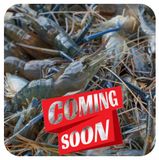  Tôm Càng Nguyên Con 