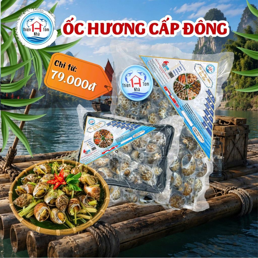  Ốc Hương Indo 