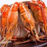  Tôm Càng Oxy Hấp Truyền Thống 