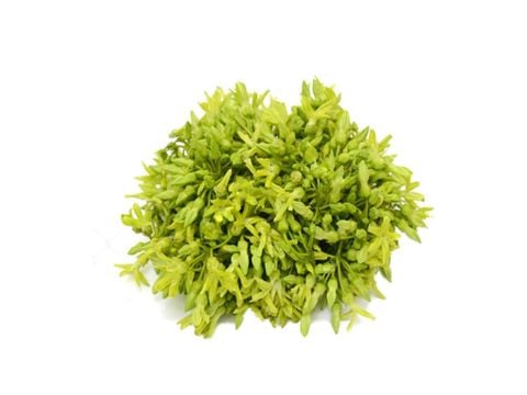 Bông thiên lý 250g