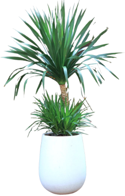 Cây phát tài 2 tầng