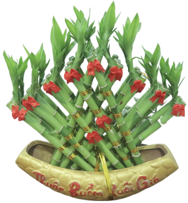 Cây phát tài thuyền