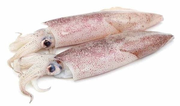 Mực ống 15-20cm BV kg