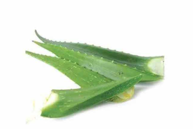 Nha đam kg