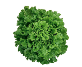 Xà Lách Lolo Xanh Thủy Canh kg