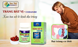  Tràng Bát Vị Kingphar 40 viên (Viêm đại tràng cấp, mãn tĩnh) 