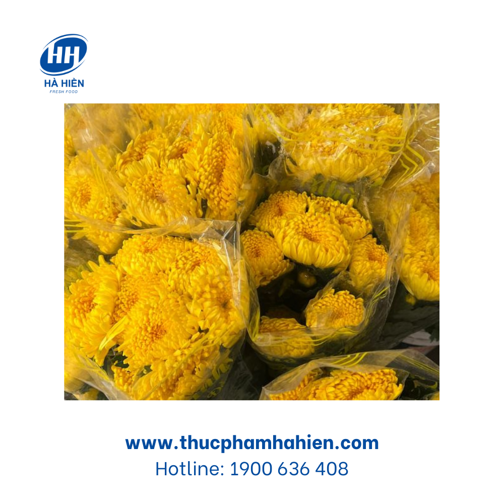  CÚC HOÀNG KIM TITA 