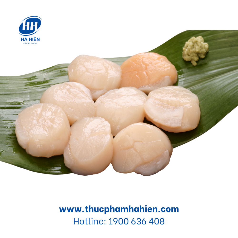  CỒI SÒ ĐIỆP LỚN 4-6 