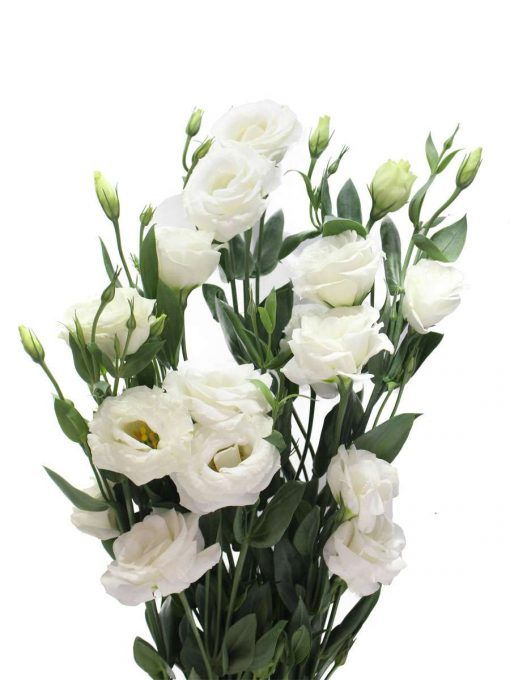  CÁT TƯỜNG TRẮNG 