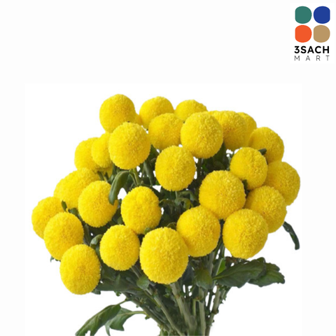  Hoa Cúc Ping Pong (Bó 10 Cành) 