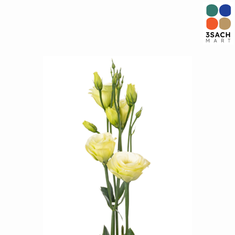  Hoa Cát Tường (Bó 5 Cây) 