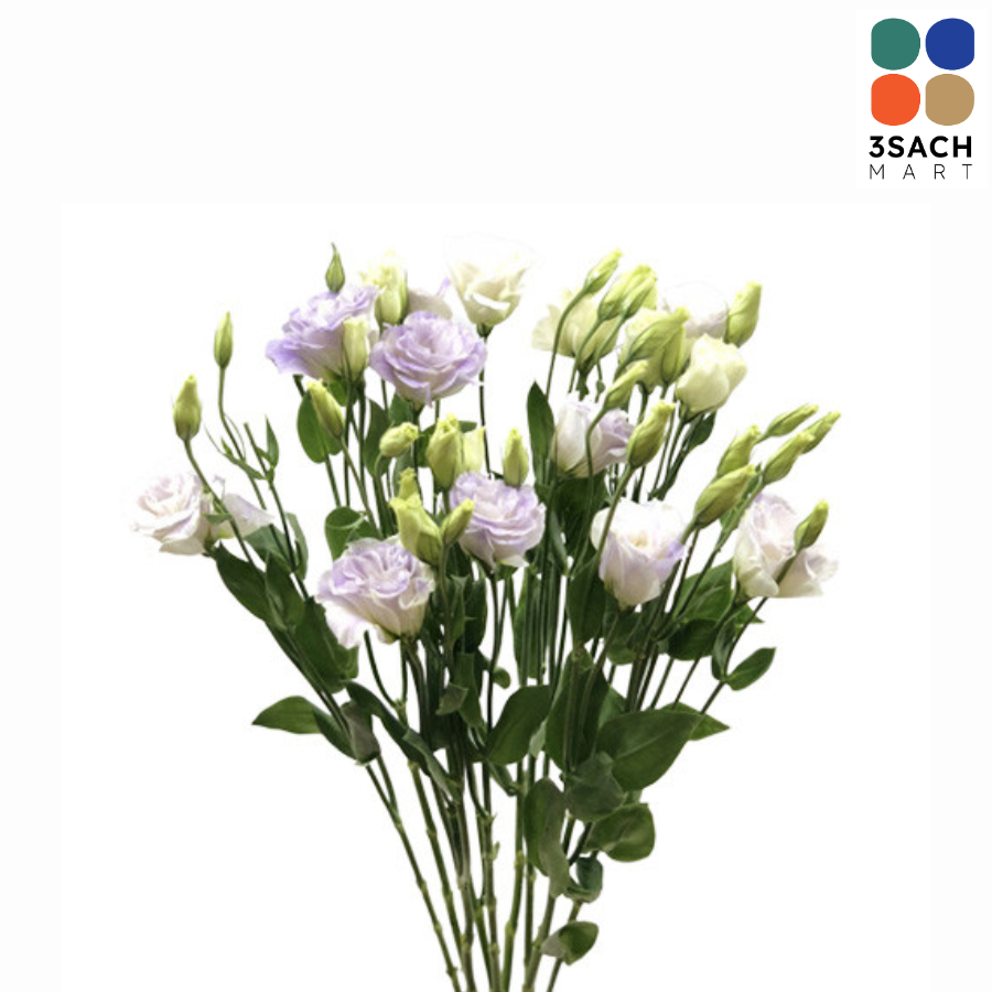  Hoa Cát Tường (Bó 5 Cây) 