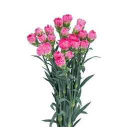  Hoa Cẩm Chướng Đơn (Bó 10 Cành) 