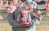 Nendoroid Large Sakura Miku - Vocaloid | Good Smile Company Figure