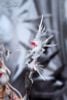 Skadi The Corrupting Heart The Pilgrim Ver 1/7 - Arknights | APEX Figure