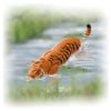 Ania AL 43 Tiger Floating in Water Ver. - Ania | Takara Tomy Toys