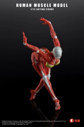Human Muscle Model Female Ver. Red 1/12 | KEEPGOING Studio Figure