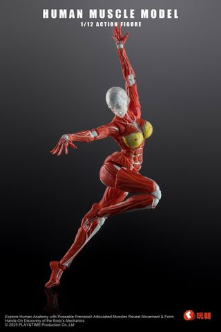 Human Muscle Model Female Ver. Red 1/12 | KEEPGOING Studio Figure