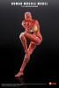 Human Muscle Model Female Ver. Red 1/12 | KEEPGOING Studio Figure