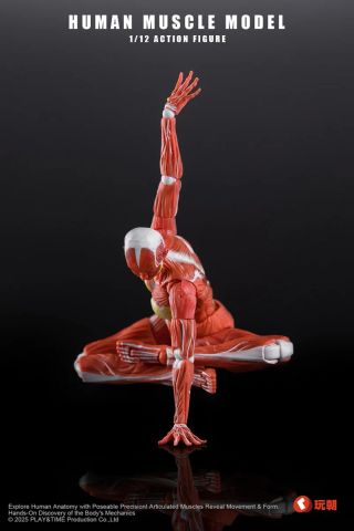 Human Muscle Model Female Ver. Red 1/12 | KEEPGOING Studio Figure
