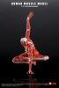 Human Muscle Model Female Ver. Red 1/12 | KEEPGOING Studio Figure