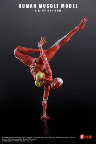Human Muscle Model Female Ver. Red 1/12 | KEEPGOING Studio Figure