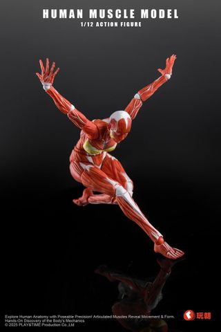Human Muscle Model Female Ver. Red 1/12 | KEEPGOING Studio Figure