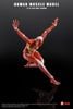 Human Muscle Model Female Ver. Red 1/12 | KEEPGOING Studio Figure