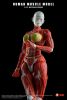 Human Muscle Model Female Ver. Red 1/12 | KEEPGOING Studio Figure