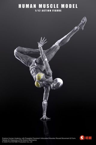 Human Muscle Model Female Ver. Gray 1/12 | KEEPGOING Studio Figure