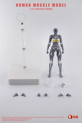 Human Muscle Model Female Ver. Gray 1/12 | KEEPGOING Studio Figure