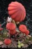 Mushroom Girls Series No.6 Marasmius Haematocephalus 1/1 - Mushroom Girls Series | Reverse Studio Figure
