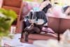Cherno & Meursault Apprentice Maid Deluxe Edition 1/6 - Snowbreak Containment Zone | Raise Dream Figure