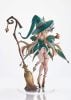 Vertex Originals Hazel 1/6 - Dark Elf Village | Vertex Figure