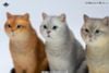 British Shorthair A | JXK Studio Figure