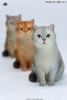 British Shorthair A | JXK Studio Figure
