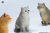 British Shorthair B | JXK Studio Figure