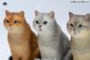 British Shorthair B | JXK Studio Figure