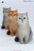 British Shorthair B | JXK Studio Figure