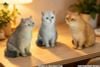 British Shorthair B | JXK Studio Figure