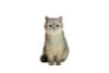 British Shorthair C | JXK Studio Figure