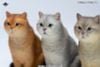 British Shorthair C | JXK Studio Figure